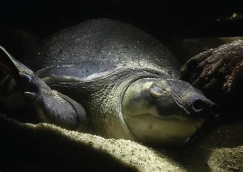 Harga labi labi sungai Sehingga makanan utama dari kura-kura air adalah makanan yang berasal dari hewan